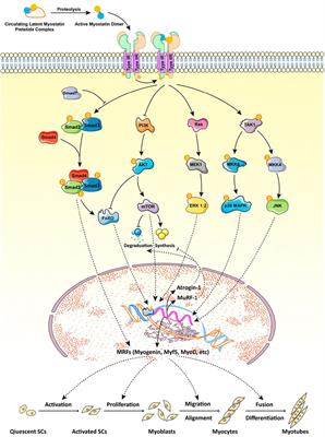 Frontiers | Regulation Of Myostatin On The Growth And Development Of ...